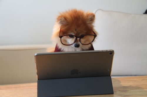 パソコンをする犬